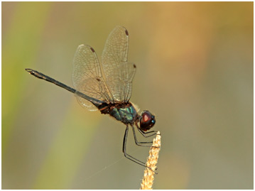 Idiataphe amazonica mâle, Amazon Pennant